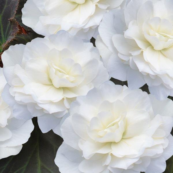 Begonia Nonstop Mocca White